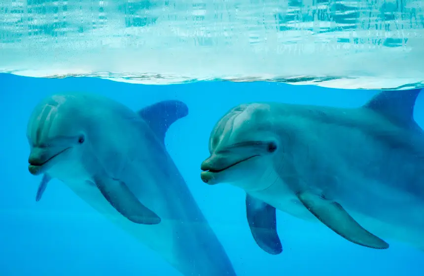 dolphin-bay-dubai