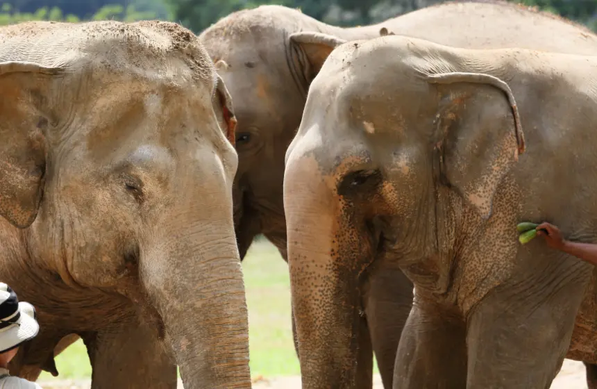 three-elephants-in-pattaya