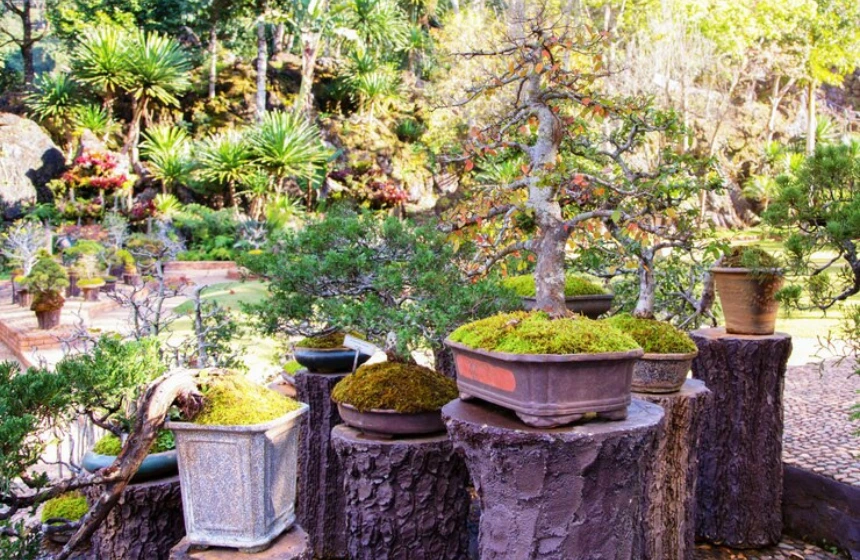 a-bonsai-trees-where-put-on-the-top-of-flat-stones