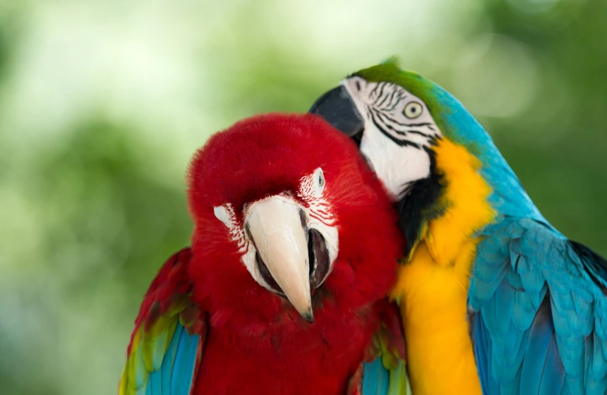 Two-parrots-sharing-love