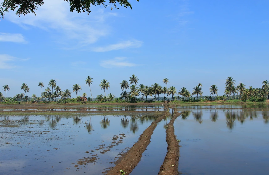 long-view-of-a-paddy-field