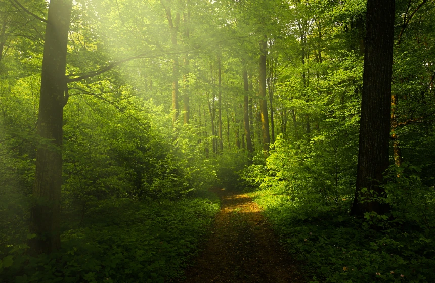 greenery-inside-deep-forest-with-splattered-sunlights