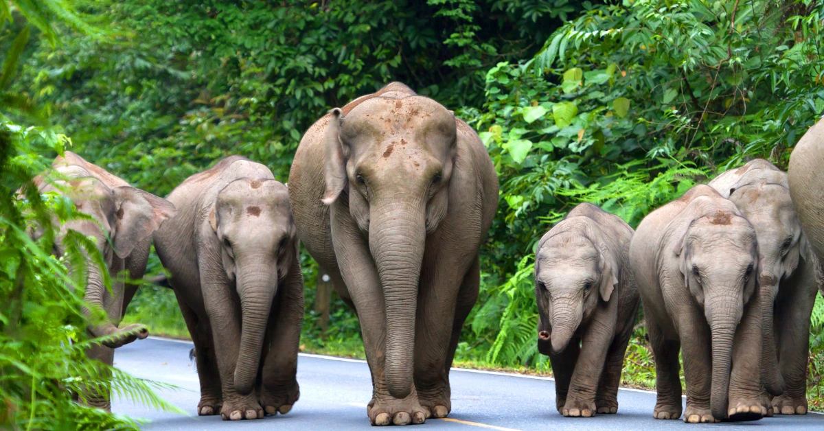 elephant-thailand