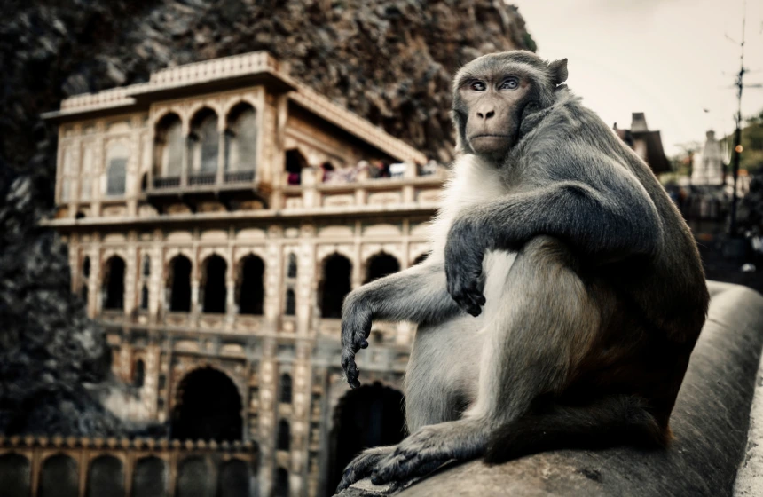 monkey-at-galtaji-rajasthan-india-this-hindu-pilgrimage-site