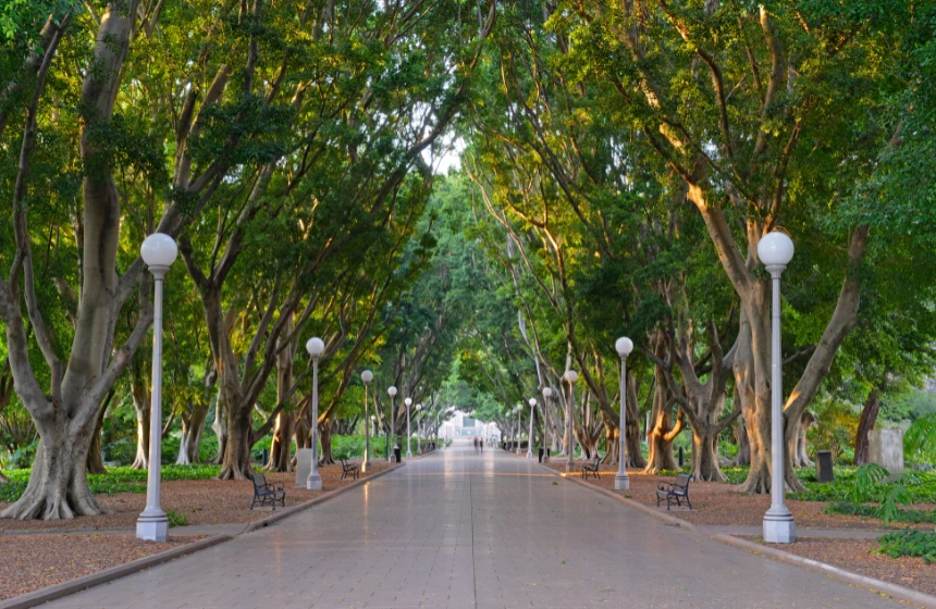 long-pathway-with-trees-on-the-both-sides