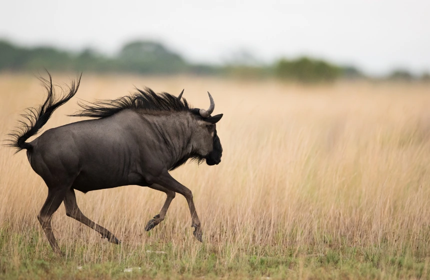 common-wildebeest-running-across-the-plains-at-liuwa-plains-national-park-zambia