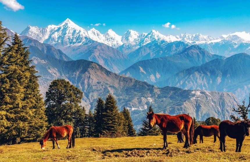 scenic-himalaya-mountain-landscape-with-wild-horse-at-munsiyari-uttrakhand-india