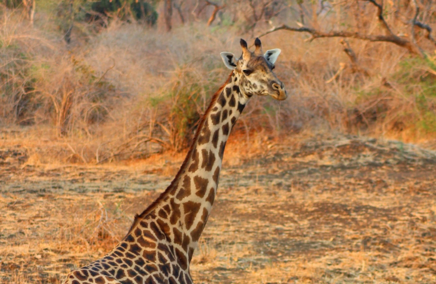 giraffe-in-south-luangwa-national-park-zambia