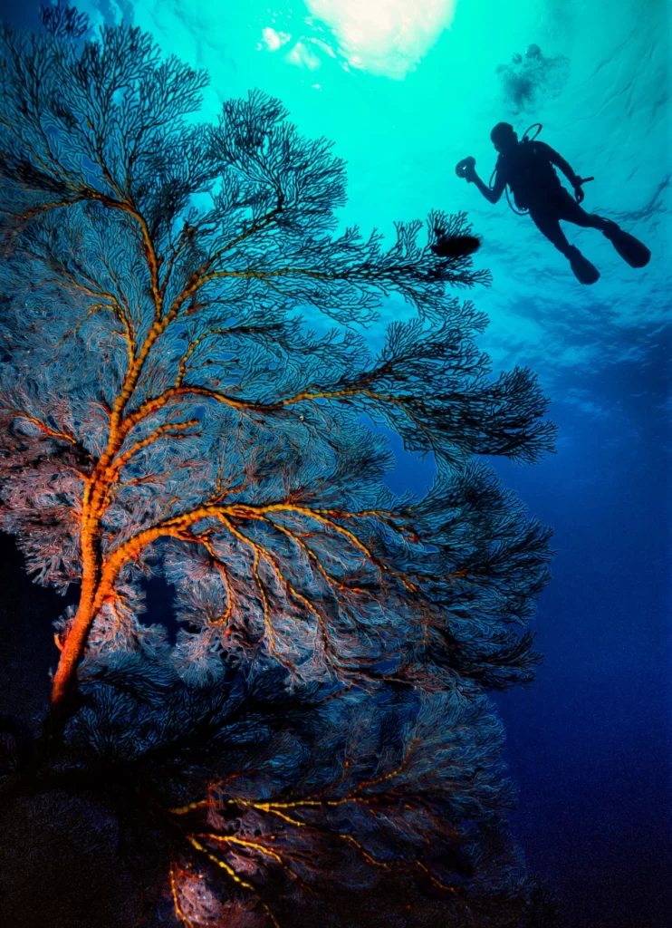 under-water-trees