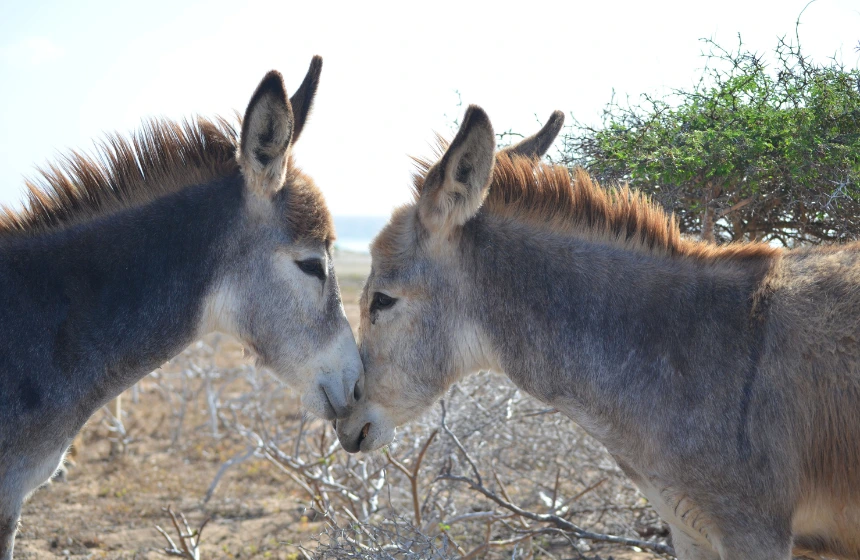 adorable-wild-donkey-in-aruba