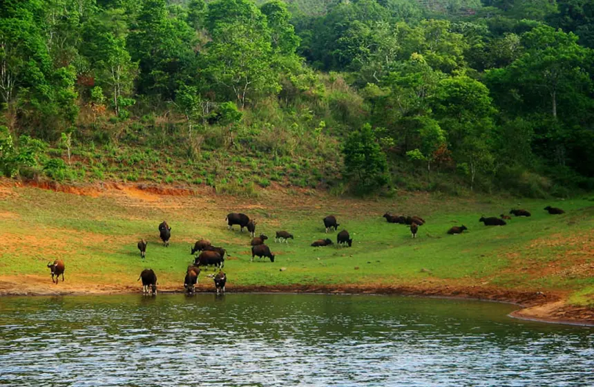 buffalo drinking water from river