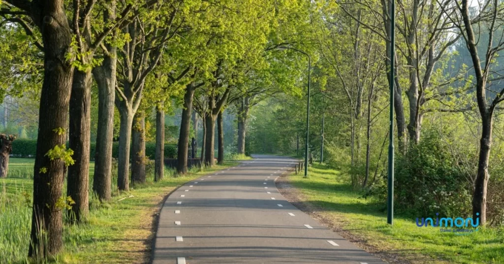 Beautiful road with green trees