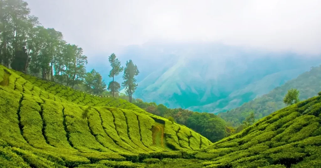 Idukki tea plantations