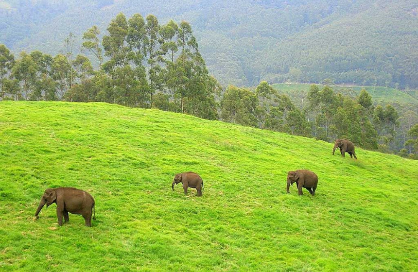 elephants in Green meadows