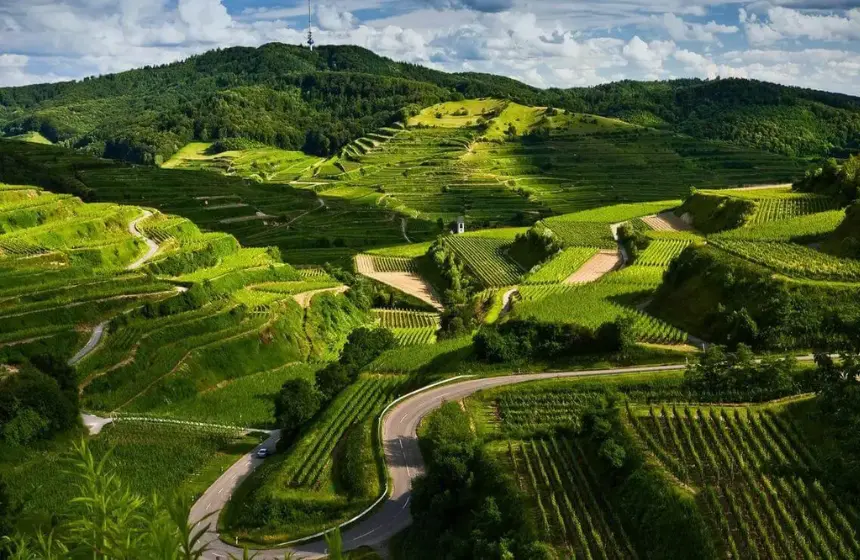 mountain filled with green grass
