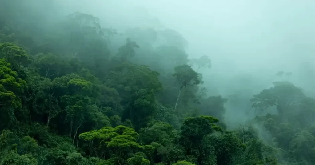 top view of a forest filled with mist
