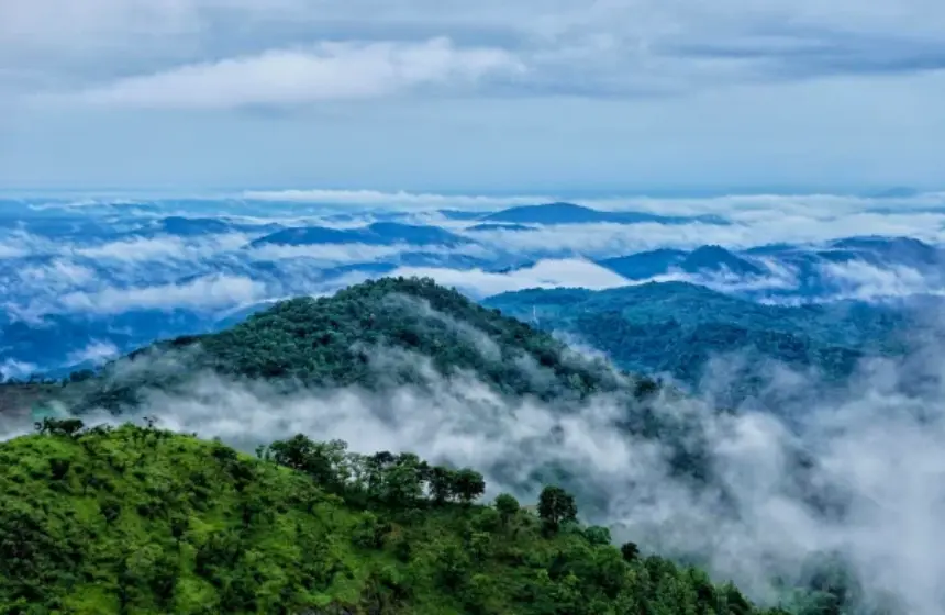Beautiful forest filled with mist