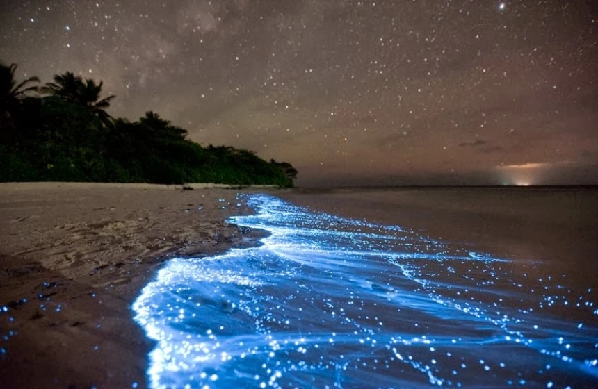 Bioluminescent Bays, Puerto Rico