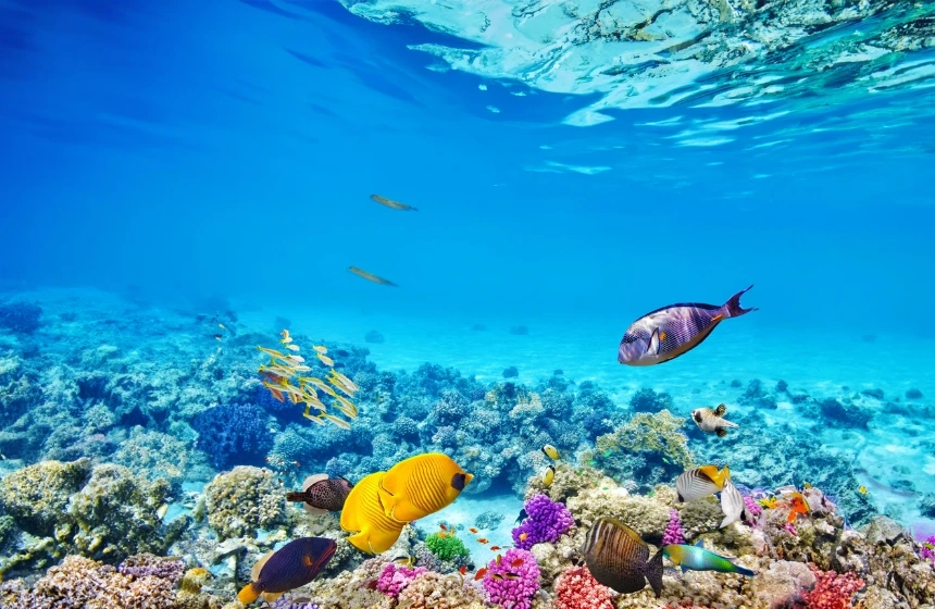 The Great Barrier Reef, Australia