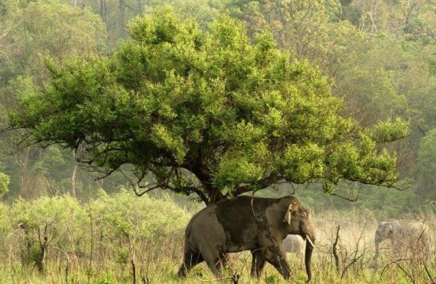 Sirohi National Park, Manipur
