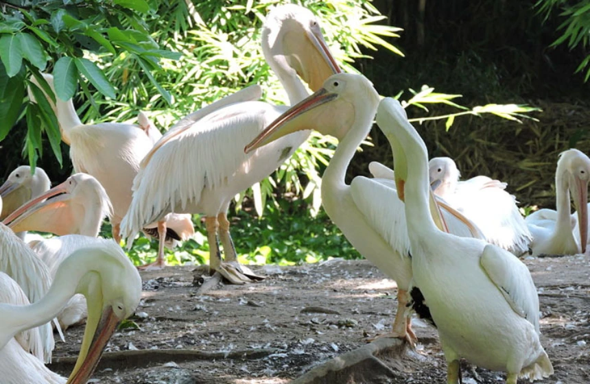 Guwahati-Assam State Zoo