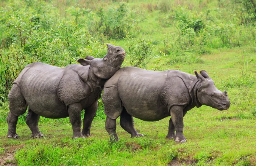 Kaziranga National Park