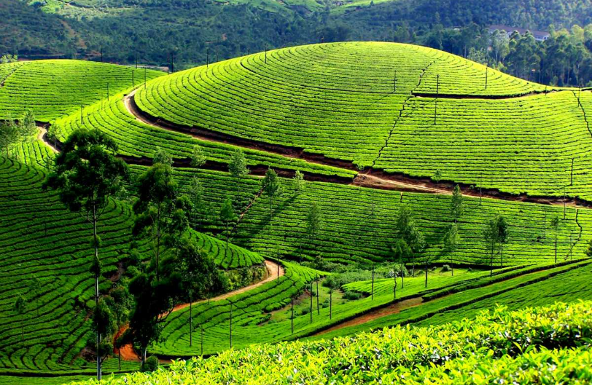 Munnar – The Tea Gardens