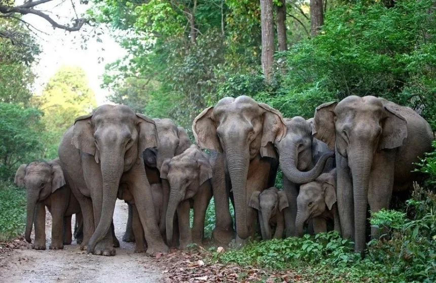 Chapramari Wildlife Sacntuary - family vacation with kids- Unimoni Travel