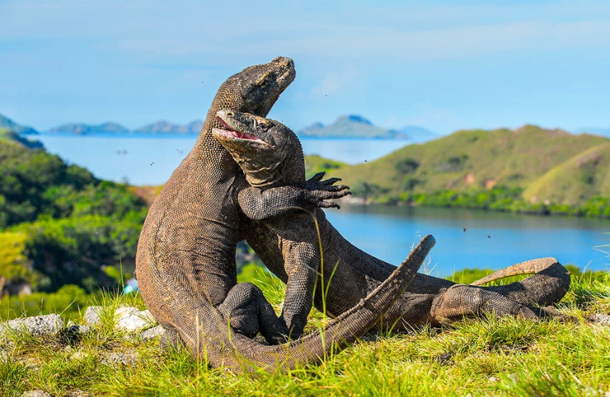 Flores and Komodo National park - Indonesia Tourism with Unimoni Travle & Holidays