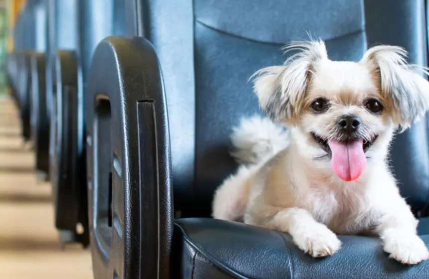 Hong Kong, China - Travel with your pet- Unimoni Travle & Holidays