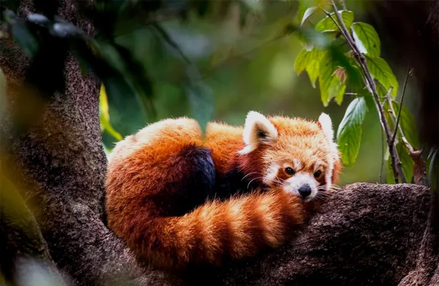 Padmaja Naidu Himalayan Zoological Park - family vacation with kids- Unimoni Travel