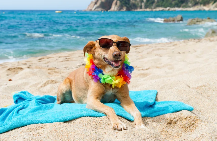 Phuket, Thailand - Travel with your pet- Unimoni Travle & Holidays