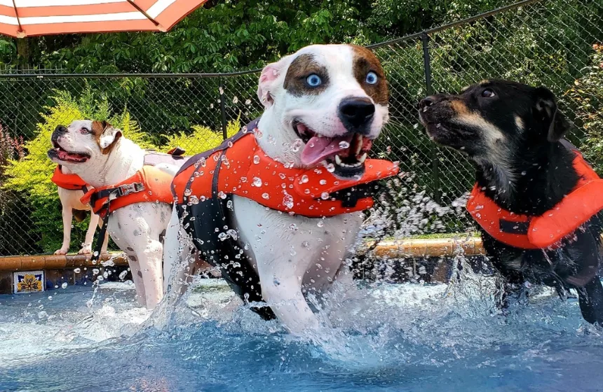 Singapore - Travel with your pet- Unimoni Travle & Holidays