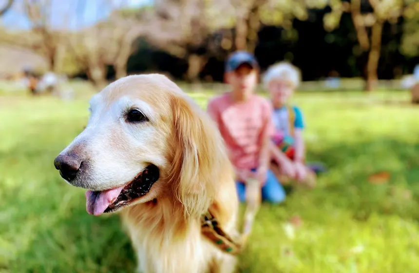 Tokyo, Japan - Travel with your pet- Unimoni Travle & Holidays