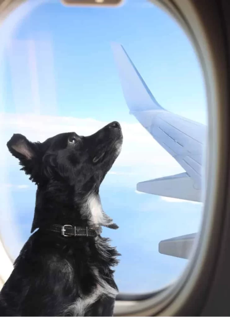 dog in the flight