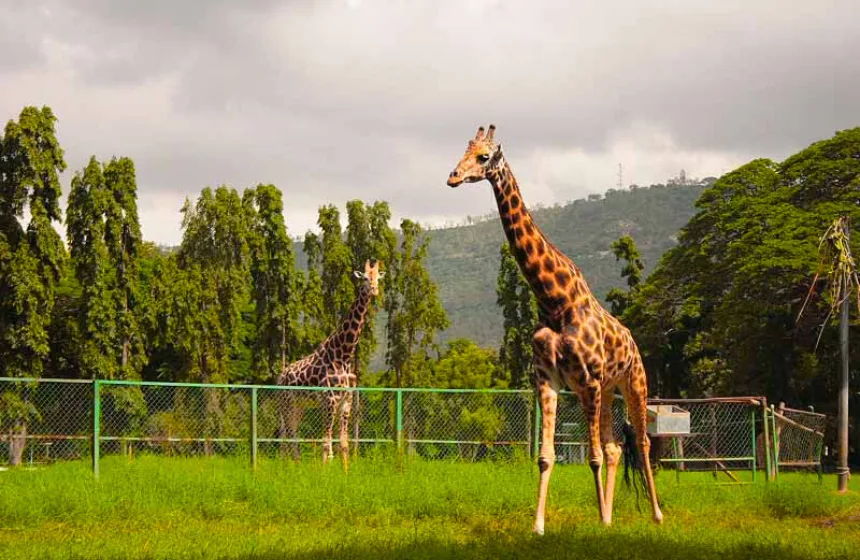 Mysore Zoo - Mysore Tourism, India - Unimoni Travel & Holidays