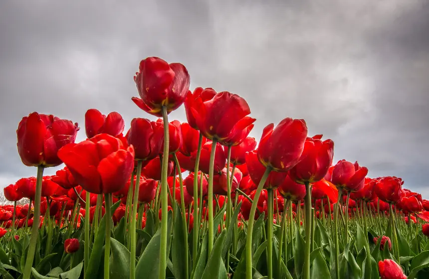 Noordoostpolder, Netherlands - Unimoni Travel & Holidays
