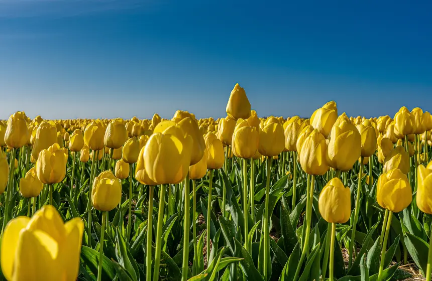 Skagit Valley, Washington, USA - Unimoni Travel & Holidays