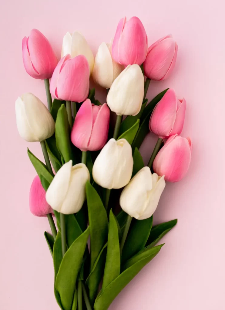Tulips Festival - Amstrdam Tourism - Unimoni Travel & Holidays