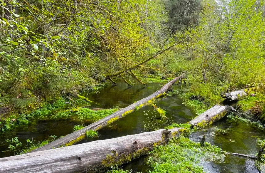 Hoh River Trail to Mineral Creek Falls - Unimoni Travel and Holidays