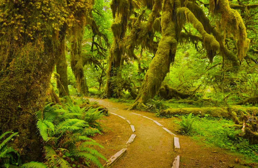 Hoh River Trail to Mineral Creek Falls - Unimoni Travel and Holidays (2)