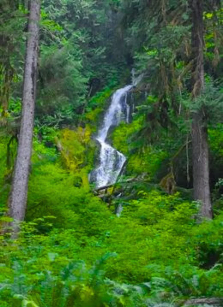 Hoh River Trail to Mineral Creek Falls - Unimoni Travel and Holidays (5)