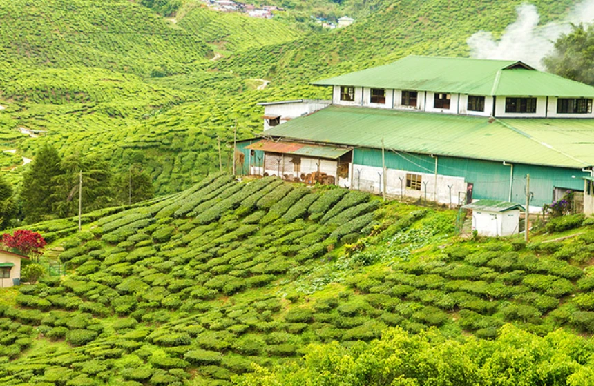 Munnar tea trail_factory visit - Munnnar wayanad tourism with Unimoni Travel and holidays