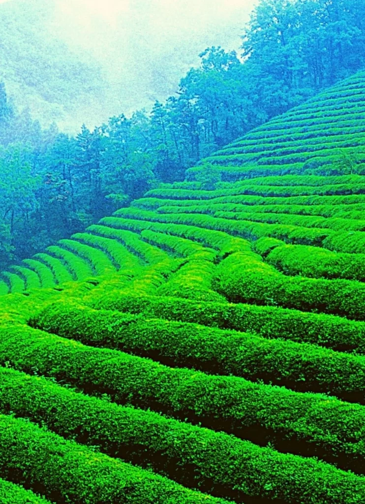 Munnnar wayanad tourism with Unimoni Travel and holidays