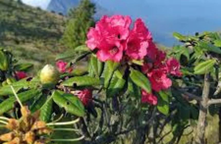 Flora - Meesappuklimala Tourism- unimoni Travel and Holidays