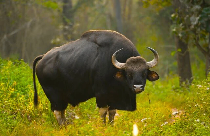 Flora and fauna - Gavi Tourism- Unimoni Travel and Holidays