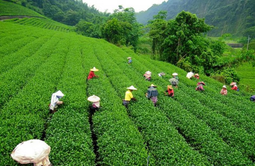 Happy valley tea estate - Darjeeling tourism with Unimoni Travel and holidays