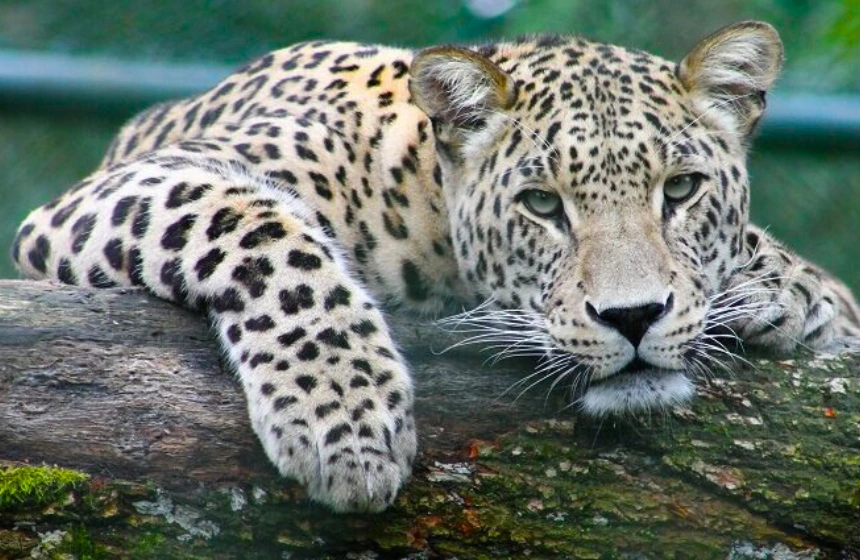 Khawnglung Wildlife Sanctuary - Mizoram Tourism with Unimoni