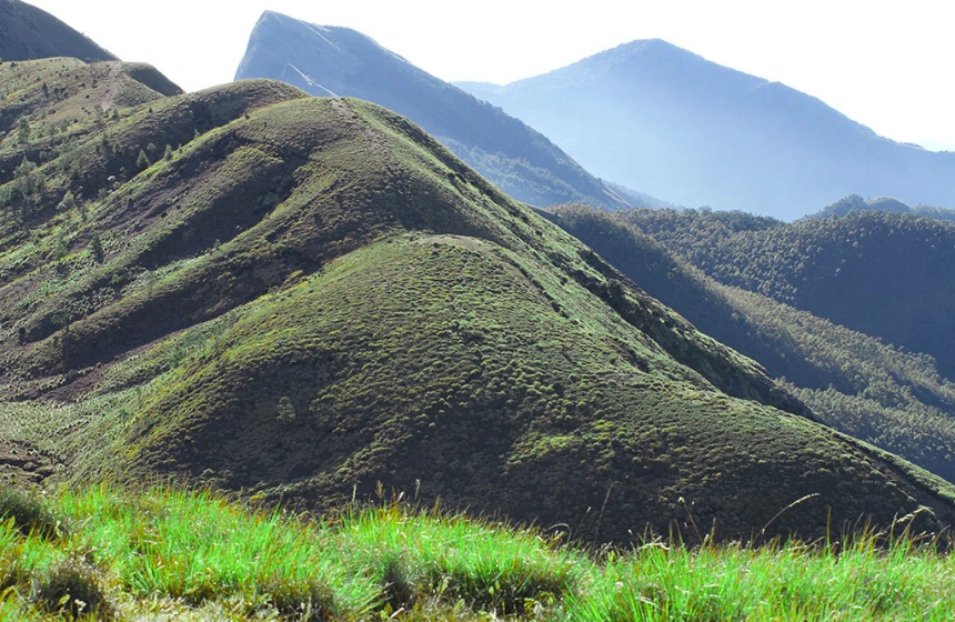 Rhodo vally - Meesappuklimala Tourism- unimoni Travel and Holidays