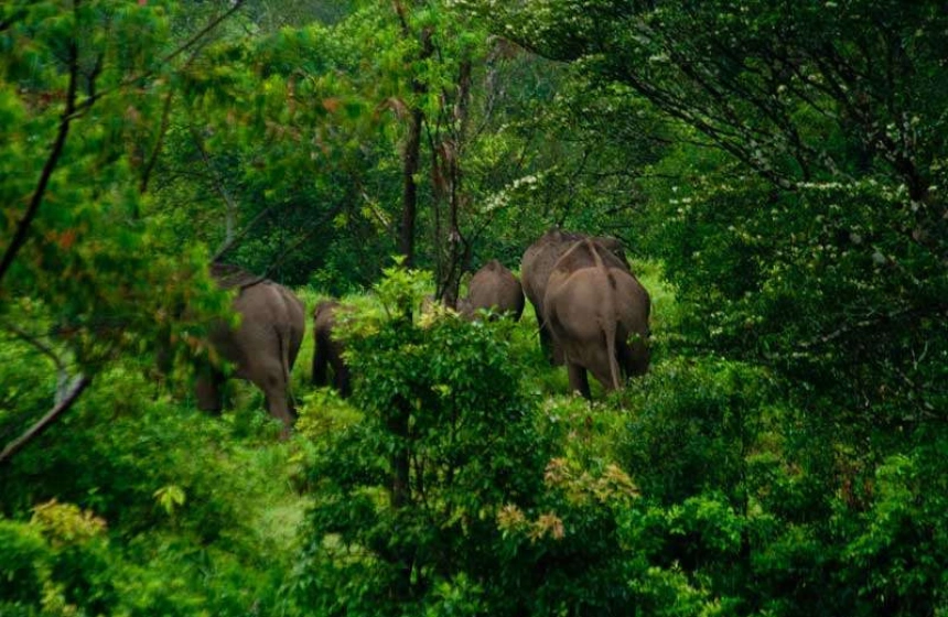gavi - forest tours in monsoon with unimoni travel and holidays